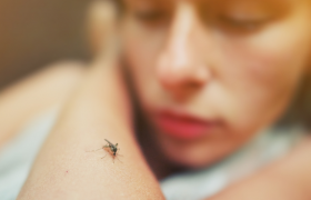 Dengue: Medidas preventivas para evitar la propagación